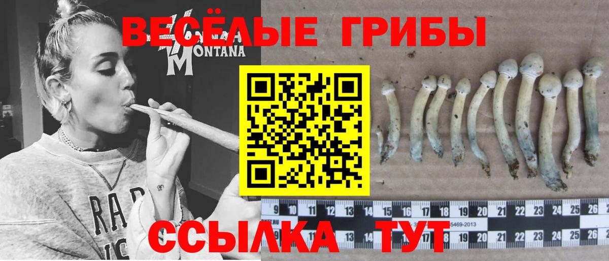 Псилоцибиновые грибы Psilocybine cubensis Анжеро-Судженск